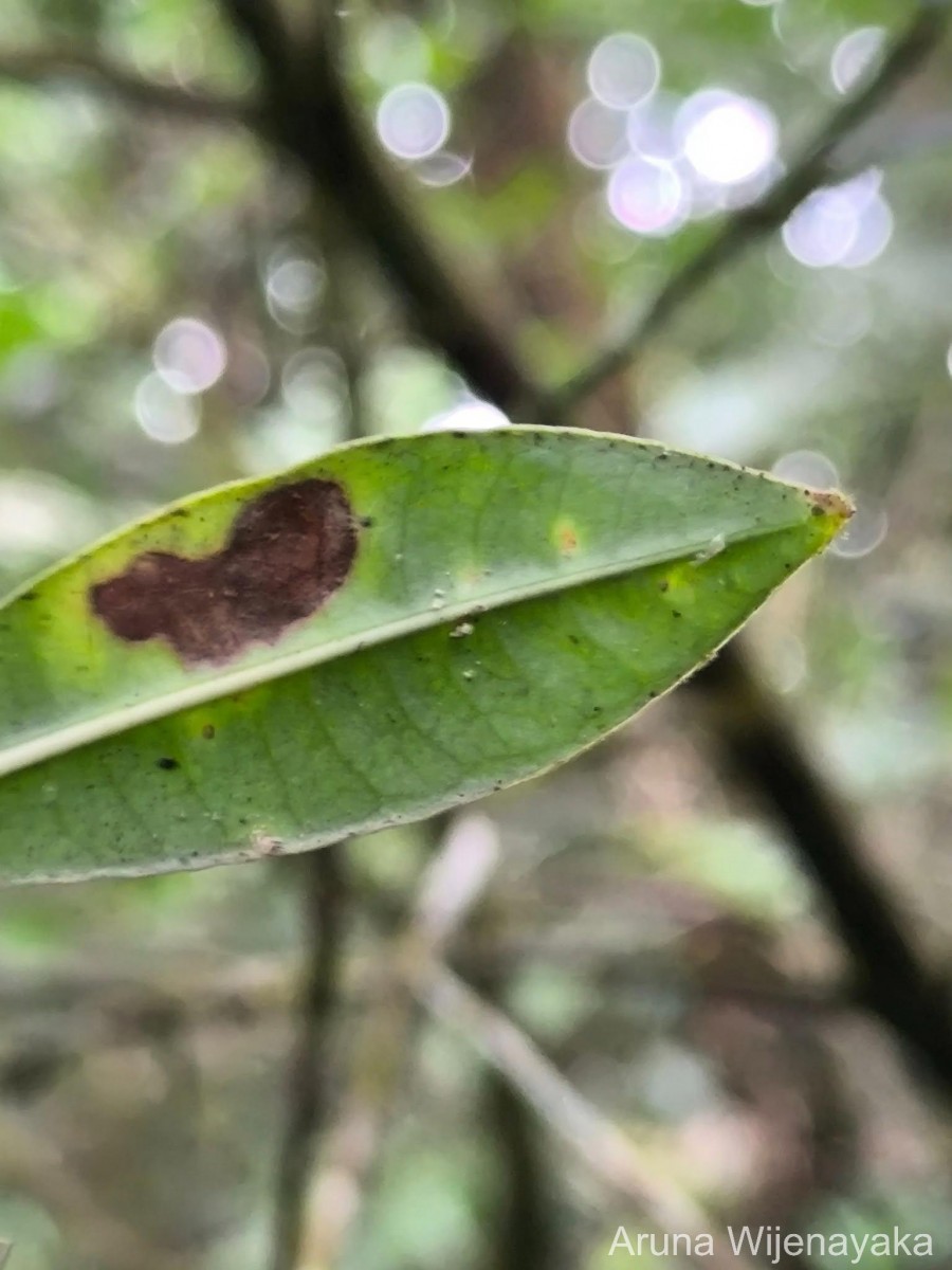 Psychotria plurivenia Thwaites